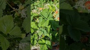 Клубника Детский кулачок