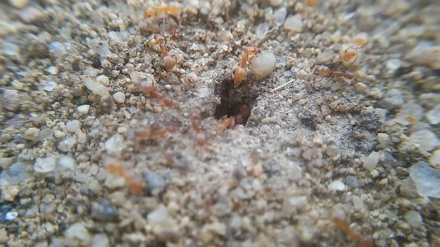 Wild Forelius pruinosus Nest Entrance (Simi Valley, CA 3-11-15) смотреть онлайн