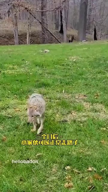 The_fox_guards_my_home_ at_night_🦊...#facts #sorts #sortsfeed #viral #animals #sad #youtubeshorts смотреть онлайн