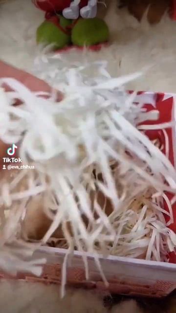 С Наступающим Новым годом! 2023🎄#чихуахуа #щенкичихуахуа #сновымгодом #подарок #щеноквподарок смотреть онлайн