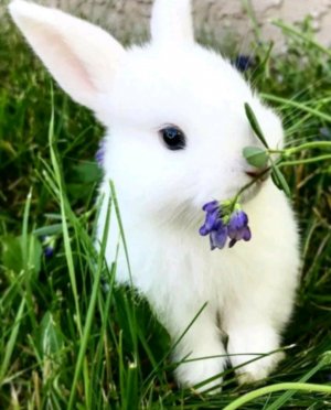 мои 4ролчата я тут Есения, соскучились?