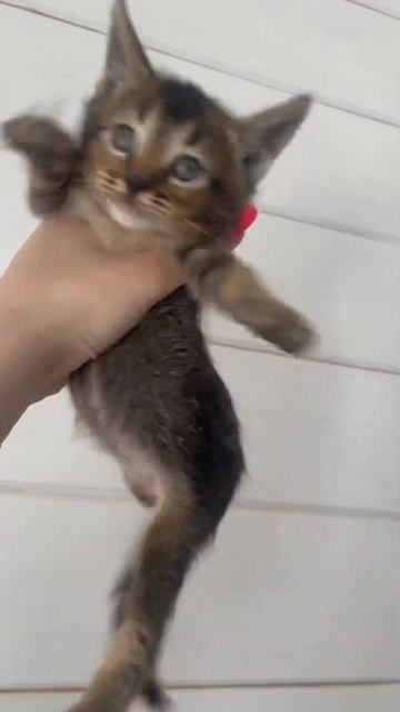 Чаузи f4 🧸 год назад уже был такой же парень 🥰 Плодный котик, продажа в разведение смотреть онлайн