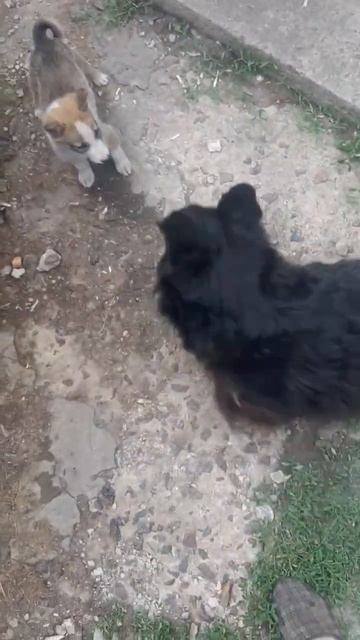 Лайка Рой! #белгород #животные #собака #лайка #Западносибирскаялайка смотреть онлайн