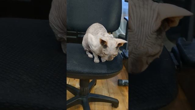 Сфинкс чихает . Может кто сталкивался ? кошки донскиесфинксы сфинксы