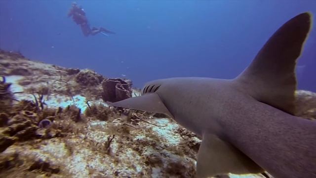 Diving in Cozumel - Nurse shark, Green Moray and 2 Groupers together смотреть онлайн
