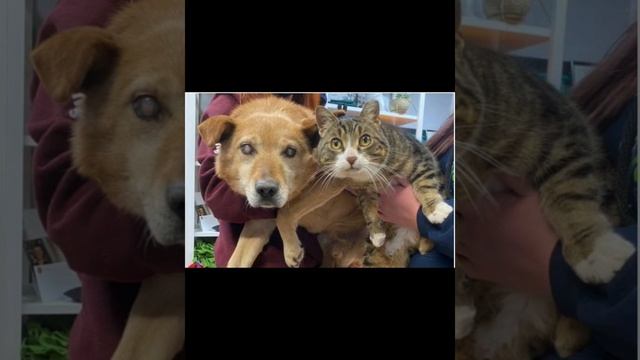 кот-поводырь водит за собой слепую собаку.