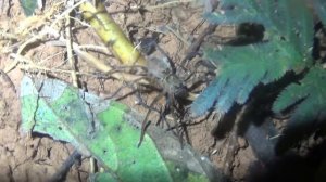 В джунгли Таиланда.  Часть 2.  К водопаду и на коралловый риф.