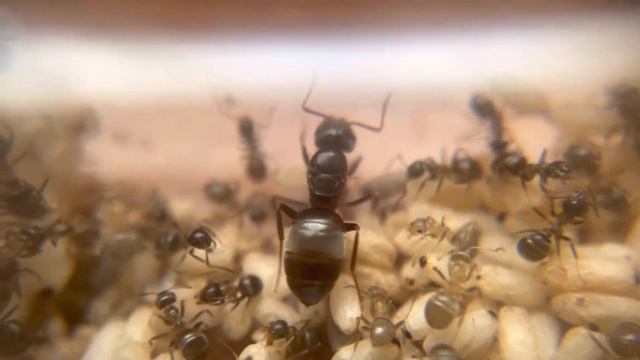 Lasius sp L. umbratus group