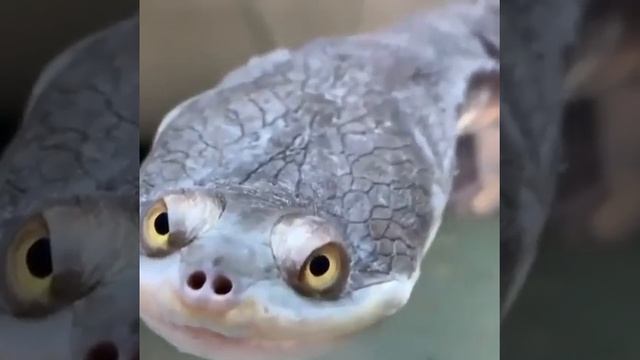 Hands down scariest looking turtle in the world #shorts #funny #animals #trending #ytshorts смотреть онлайн