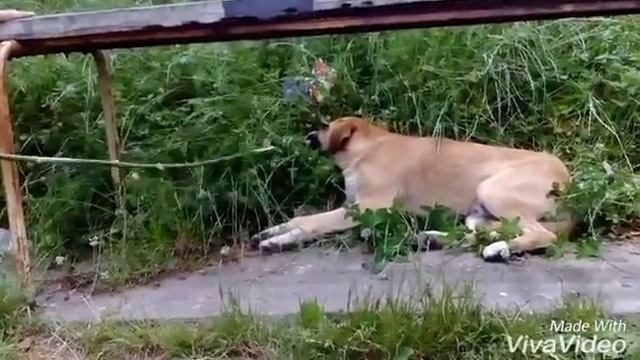 Пародия на кучето Чарли смотреть онлайн