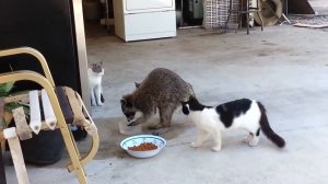 Енот ворует еду у кошек