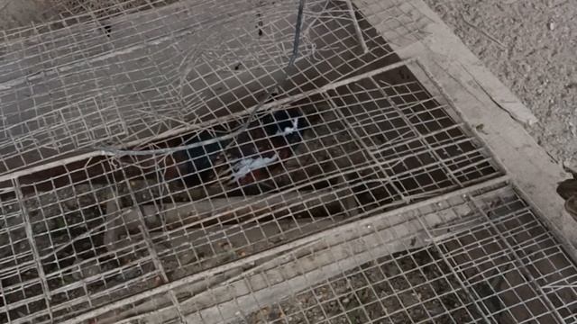 2022 жылғы Фазандар. Фазаны 2022 года. смотреть онлайн