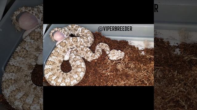 Spidertail horned viper laying eggs Pseudocerastes urarachnoides ovipositon смотреть онлайн
