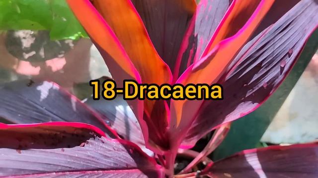 शानदार लेकिन जिद्दी रंग-बिरंगे फूल पौधे // Top 32 Permanent Ornamental Plant / Hardy Permanent Plan