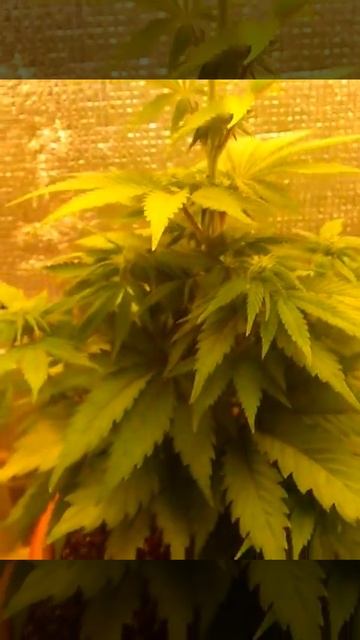 Grow АК-48 смотреть онлайн