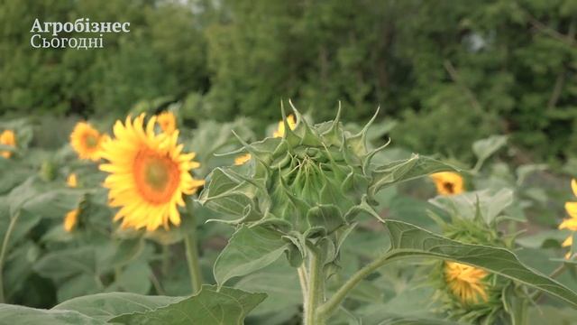 Торговий агент з продажу насіння ТМ Pioneer – новий гравець аграрного ринку! Досвід Сергія Цибулько смотреть онлайн