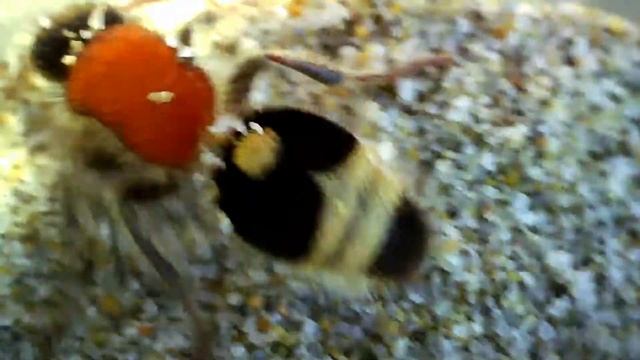 Velvet ant - Fourmi de velours (Nemka viduata) смотреть онлайн