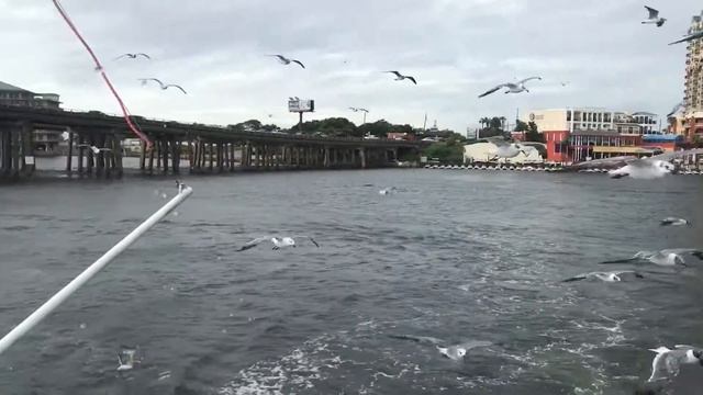 Seagulls following us on the dolphin cruise boat in Destin