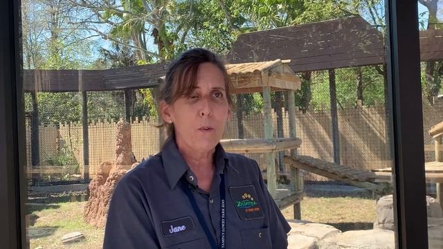 'Bachelor group' of hamadryas baboons soaking up Florida sun at ZooTampa смотреть онлайн