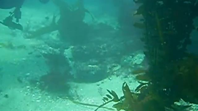 Scuba Diver Girls meet up girls and a horn shark say hi! смотреть онлайн