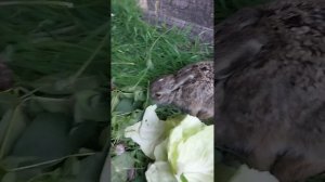 домашний маленький заец кушает капусту