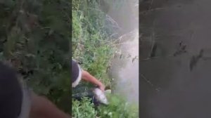 Гигантский усач. Рыбалка в Узбекистане. #baliqovi #fishing #рыбалка #узбекистан #усач