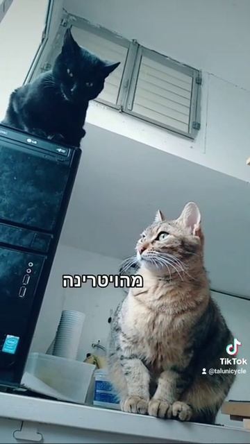 Short Story. English in Description смотреть онлайн