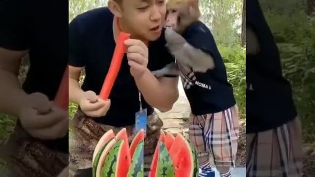 ОБЕЗЬЯНА ЦЕЛУЕТ ЕГО ЗА АРБУЗ!