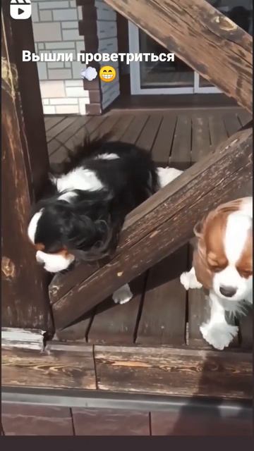 Кавалер Кинг Чарльз спаниель #кавалеркингчарльзспаниель #лучшаяпородасобак #собакадругчеловека смотреть онлайн