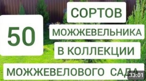 50 СОРТОВ МОЖЖЕВЕЛЬНИКА В КОЛЛЕКЦИИ 🌲МОЖЖЕВЕЛОВОГО САДА🌲. 3.05.2024г.