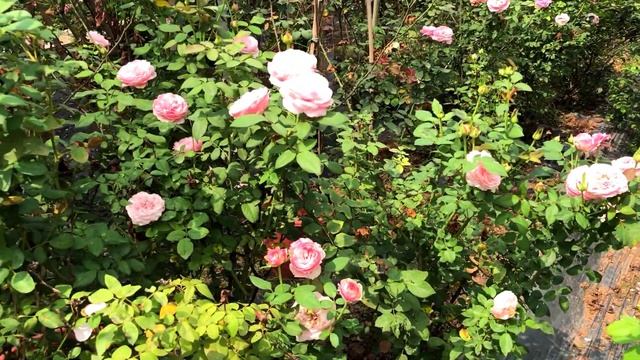 Hoa hồng bụi carey I Hoa hồng bụi sai hoa - ít bệnh