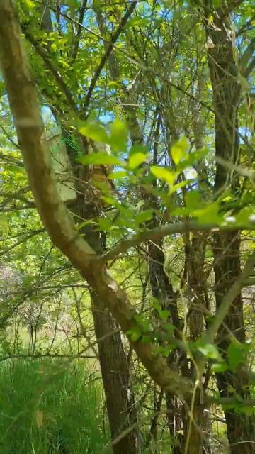 снова ведро для ловли пчёл в работе #bee #beekeeping #пчелы #пчеловодство #природа #мёд #honey смотреть онлайн