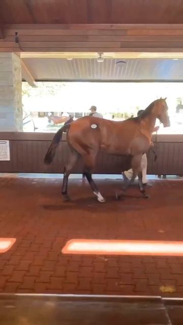 Шикарная лошадь\ Аукцион США смотреть онлайн