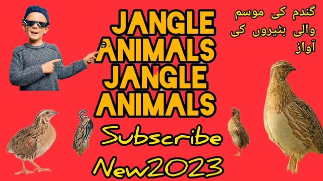 Batair Ki Awaz Suba Ke Liye گندم کی بٹیروں کے لئے زبردست آواز صبح رات