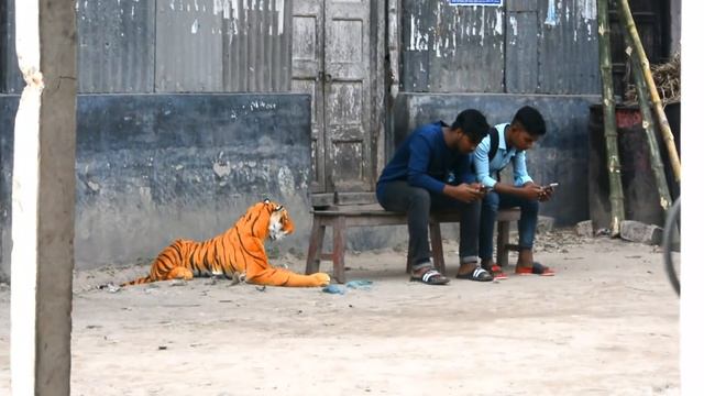 Fake Tiger Prank - Scared Girl Reaction || Fake Tiger Vs Man - PART 4 || 4 Minute Fun смотреть онлайн