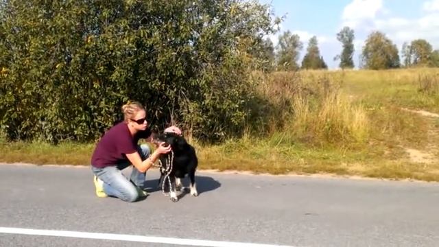 Шиба смотреть онлайн