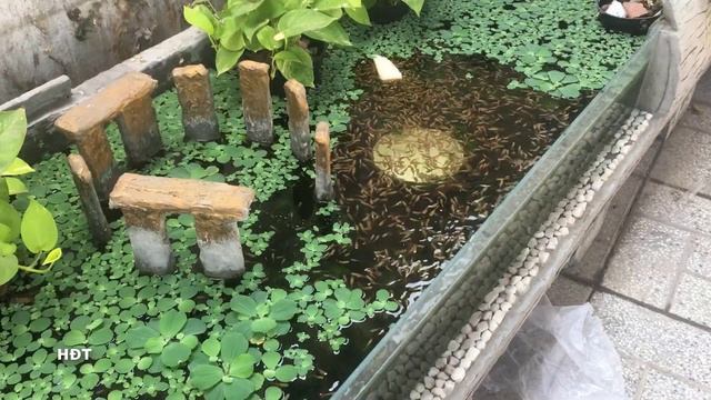 Aquarium guppies Swordtail fish eat sandwiches  Cá bảy màu  cá đuôi kiếm ăn bánh mì sandwich
