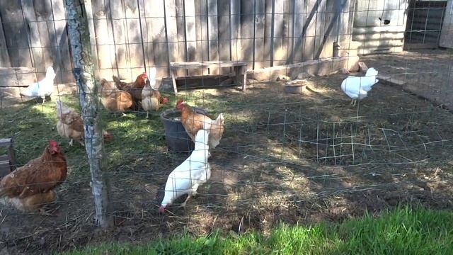 Из города в деревню / Июньский влог / Рассказ жены смотреть онлайн