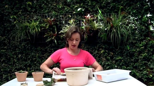 Como plantar cactos e suculentas - DIY