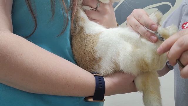 Pet Care Basics: Rabbit Nail Trims смотреть онлайн