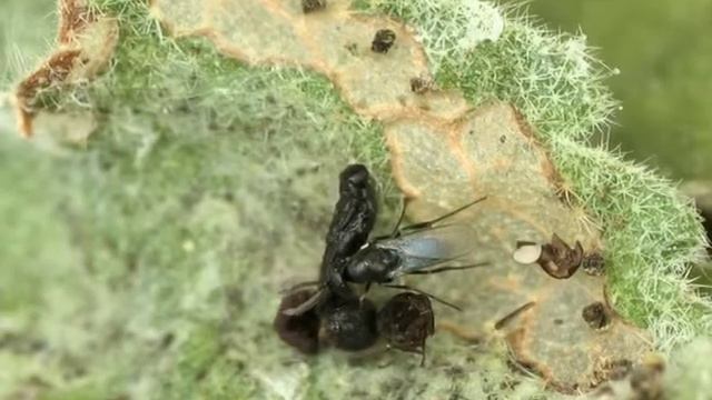 Eulophidae: Elasmus viridiceps parasitizes Carcharodus alceae смотреть онлайн