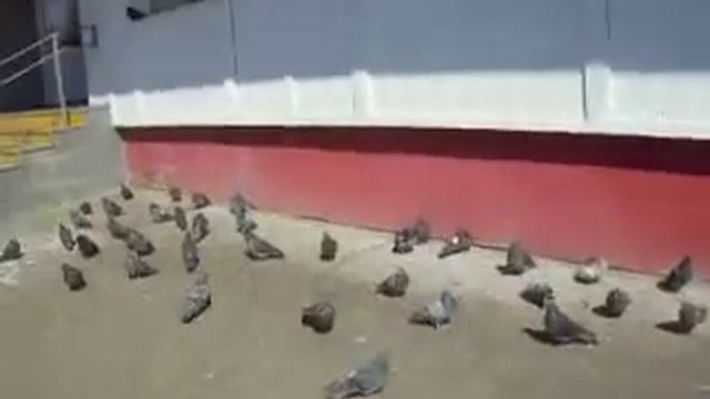 Стая голубей у магазина смотреть онлайн