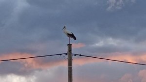 Аисты в Ленобласти