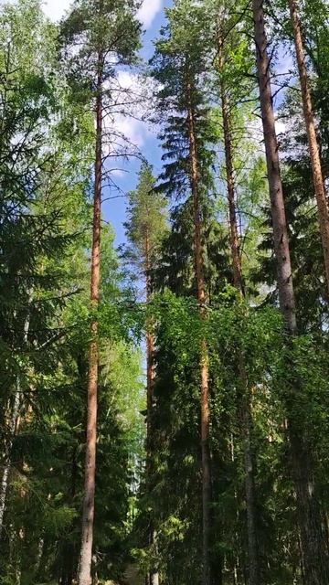 #карелия #лес #птицы #весна2024