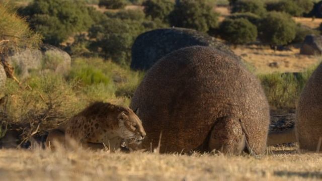 Smilodon playing with Doedicurus