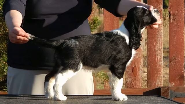 Рина стойка