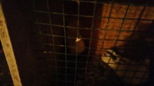 Приобрёл новых голубей бакинские голуби