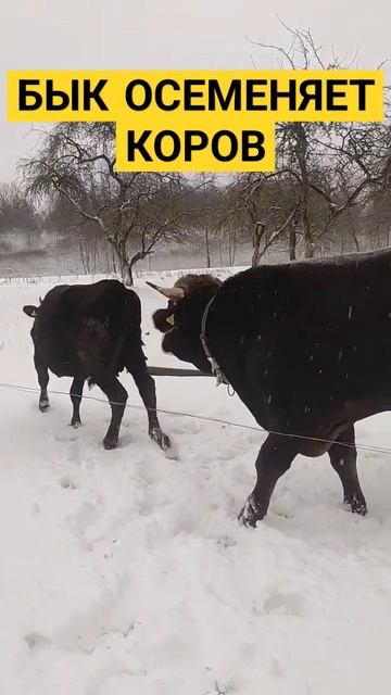 БЫК ОСЕМЕНЯЕТ КОРОВ ЗИМОЙ❄️ #farmhouse #деревня #коровы #бык #осеменениекоров смотреть онлайн