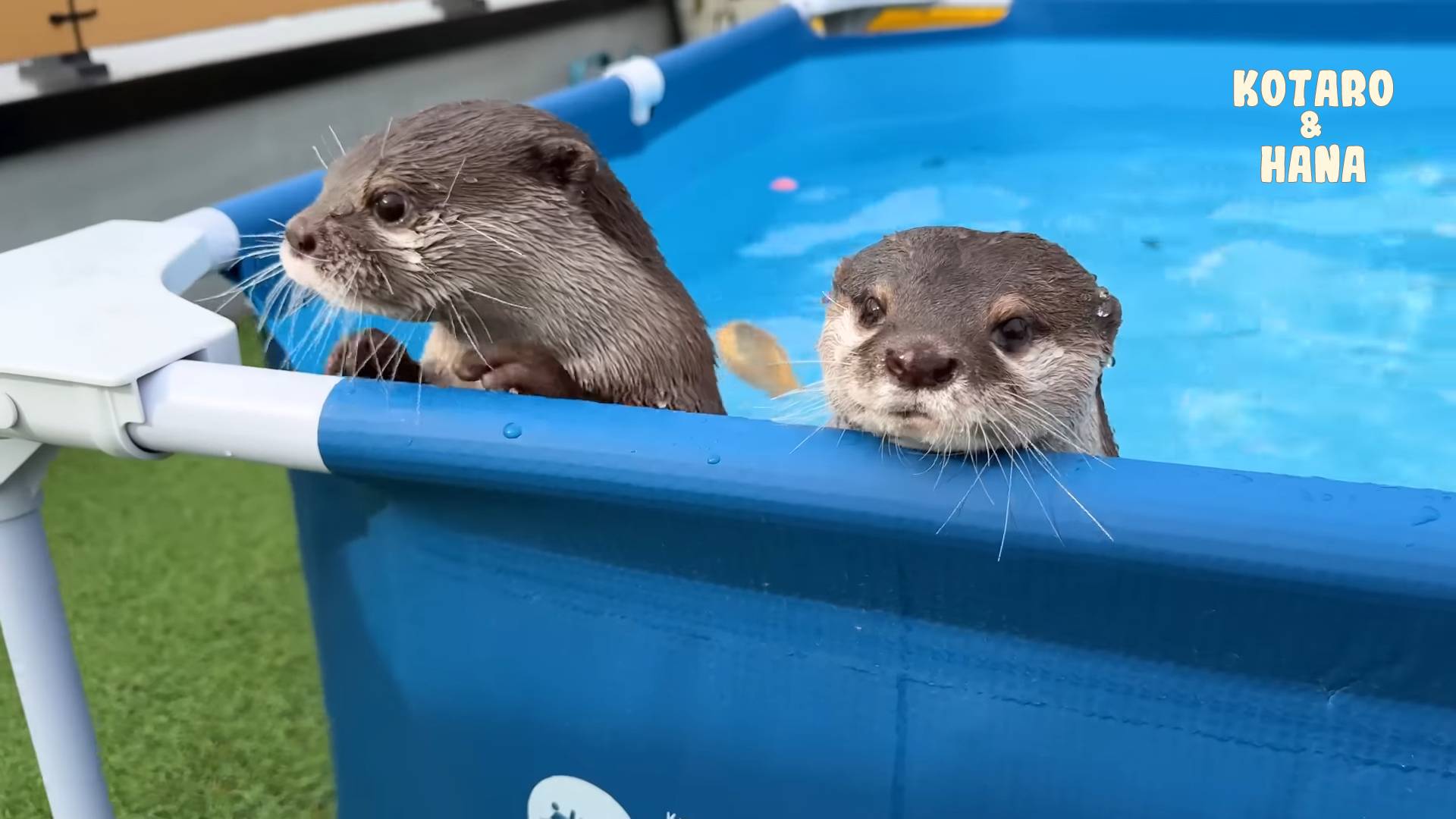Мои выдры думают, что чистка бассейна - это время для игр смотреть онлайн