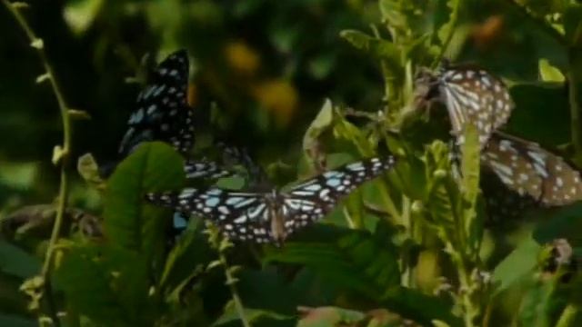 青斑蝶 смотреть онлайн